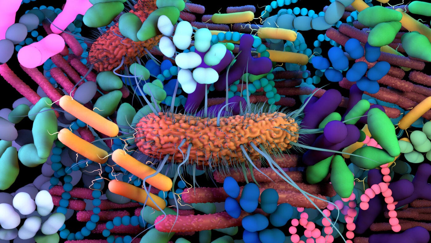 Gut Microbiome Affected by Genetics More Than Once Thought