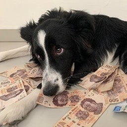 Perro Dinero 🐕💰