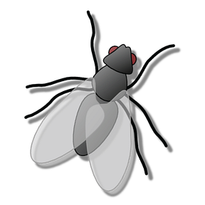 The Municipal Fly