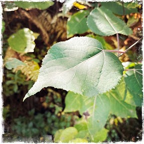 The Quaking Poplar 🌳 
