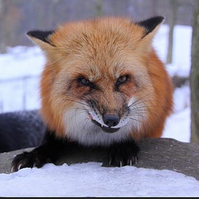 Justine’s Substack