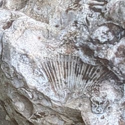 Letters from Rural America