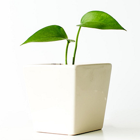 Grading for Growth