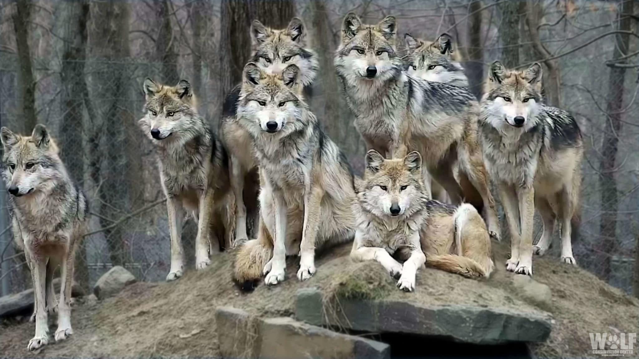 Moment of Rare Beauty: Stunning Wolf Family Portrait | Wolf Conservation  Center