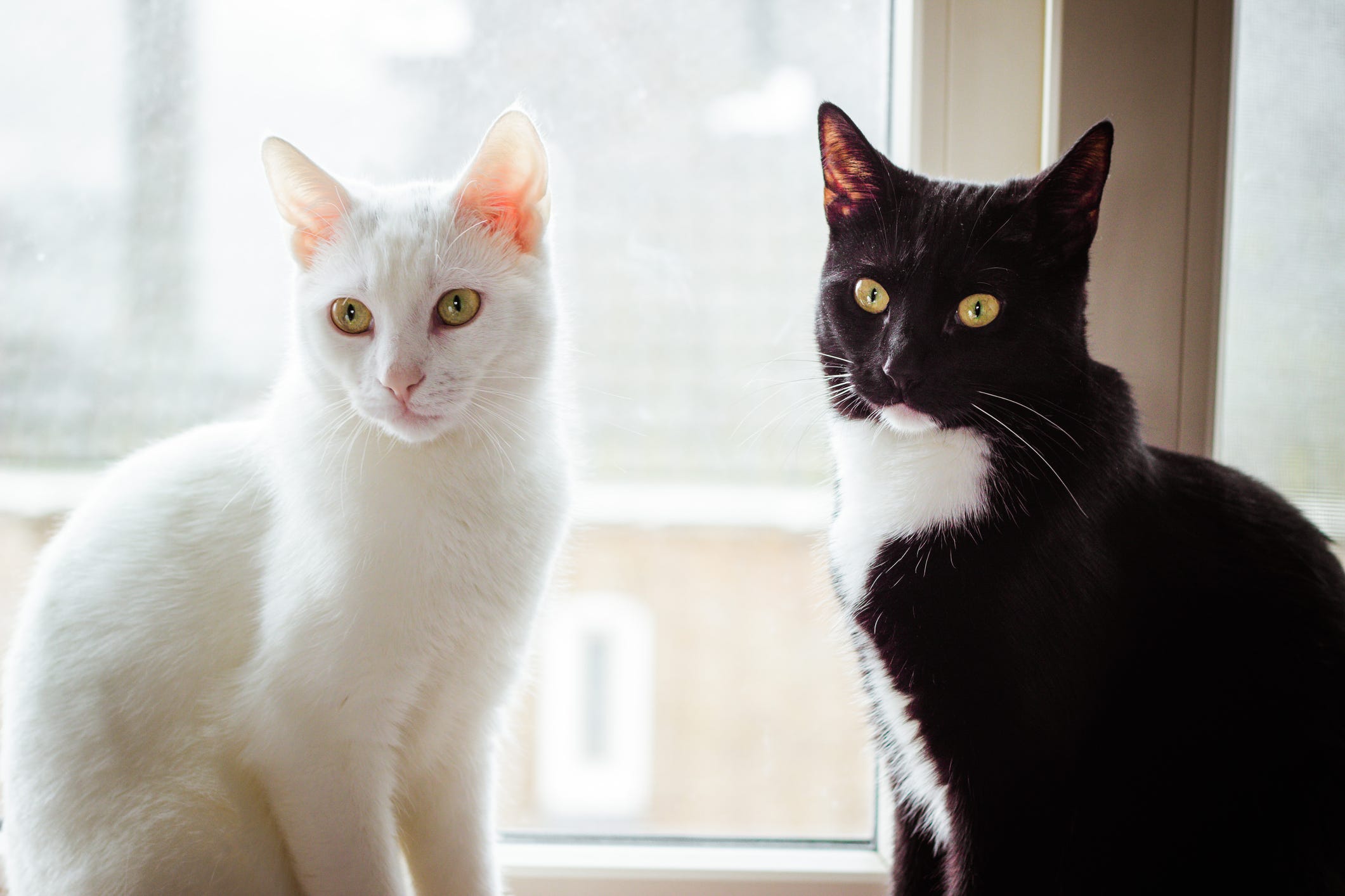 white cat, black cat