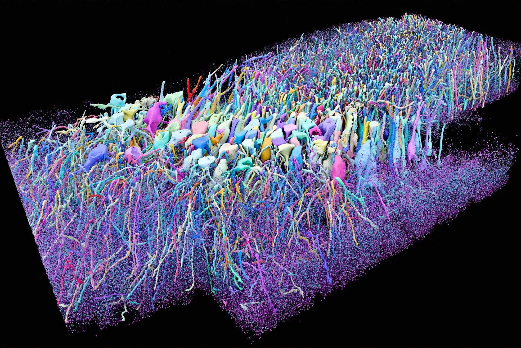 An image showing the reconstruction of neurons and synapses in a mouse hippocampus using a brain-mapping technique being developed by E11 Bio.