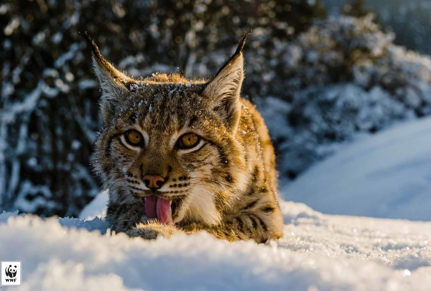 un lince balcánico acicala su pelaje en medio de la nieve
