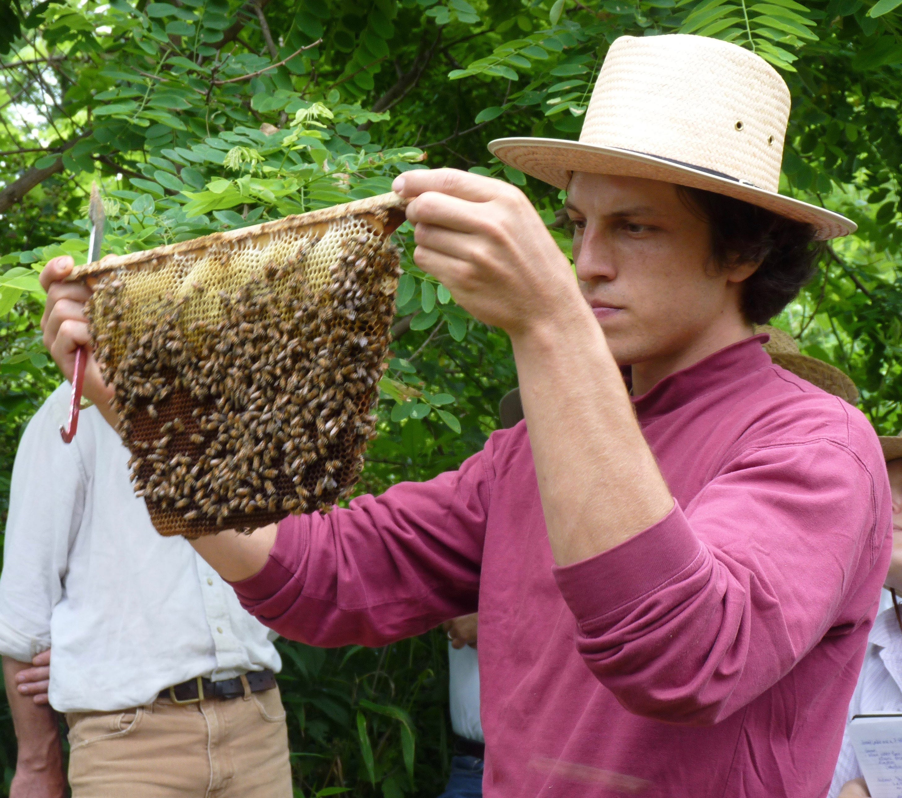 Revealing the Sacred Physiology of the Hive Organism | Biodynamic  Association