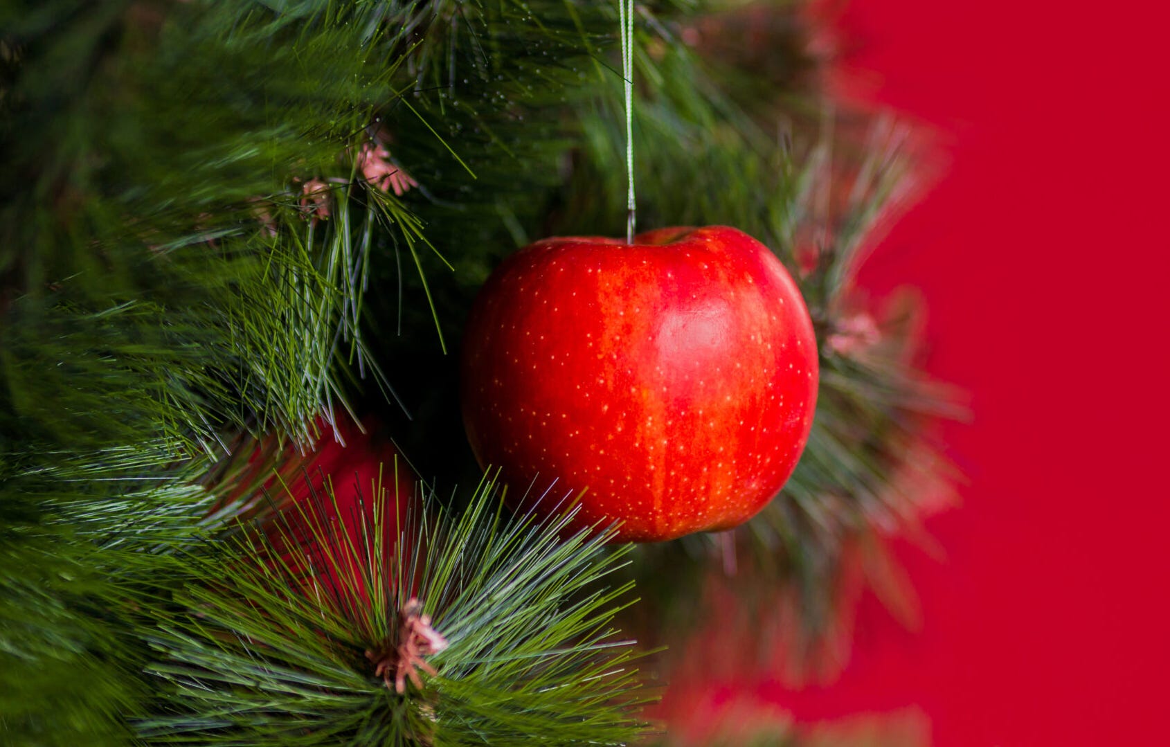 The Facinating History of the Christmas Tree – Simon Says