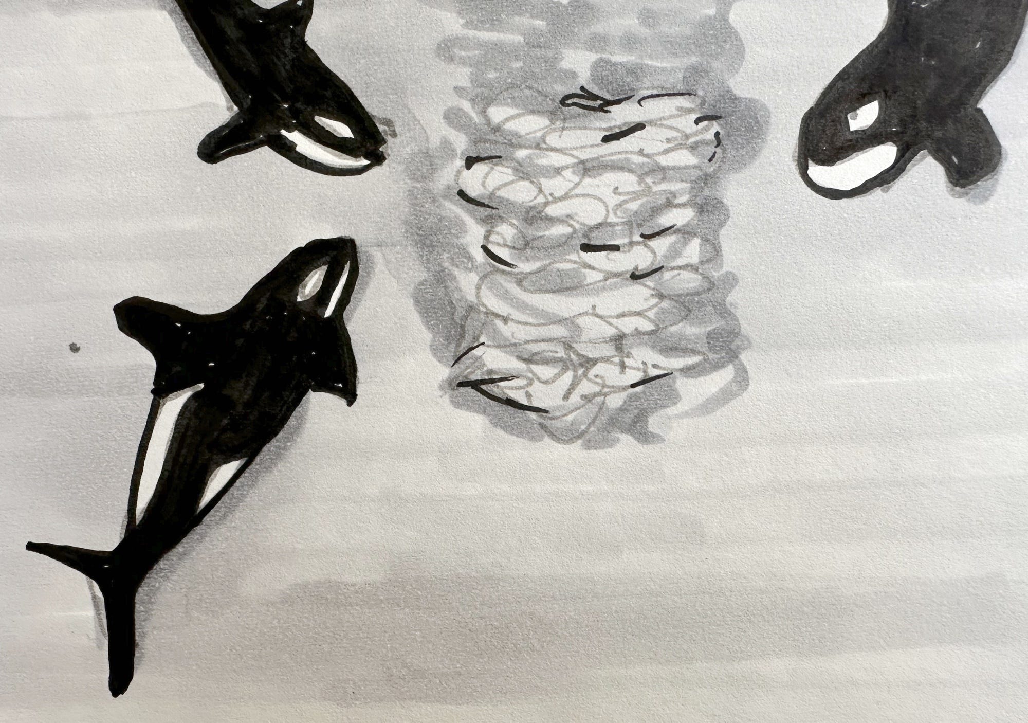 Drawing of Orcas creating a bait ball