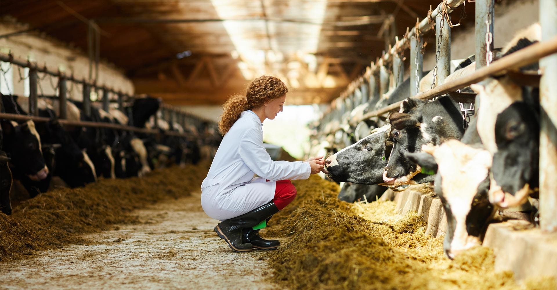 INTERNATIONAL TRADE - ANIMAL HEALTH INSTITUTE