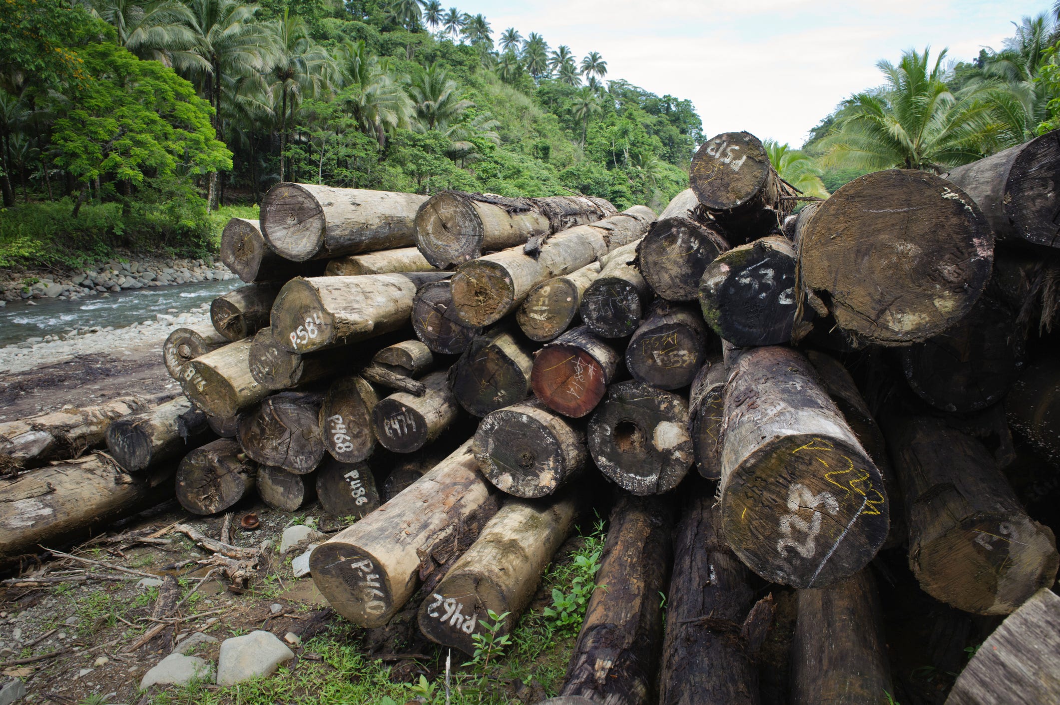 Illegal logging is a major environmental crime problem.