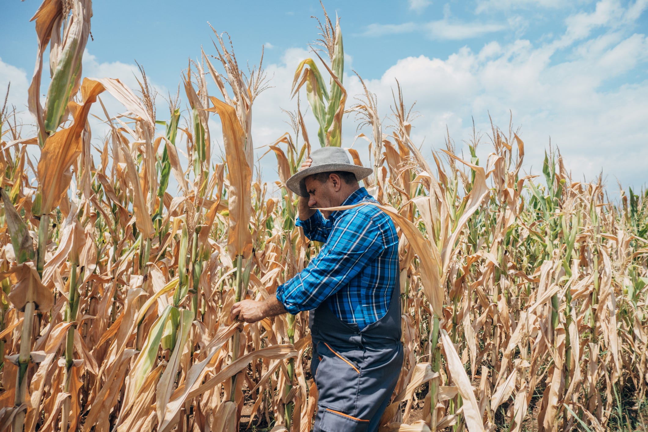 A worried farmer examines his crops.