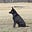 Hawkeye's avatar