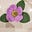 AnnMarie Cordner's avatar