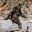 Sasquatch's avatar