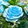 BlueRose777's avatar