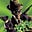The Green Hornet's avatar
