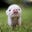 Le Piglet's avatar
