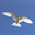 Seattle Blue Gull's avatar
