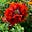 Papaver's avatar