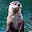 Things You Otter Know's avatar