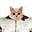 FrenziedFish's avatar