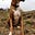 Hendrix the Boxer Dog's avatar