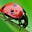The Value Bug's avatar