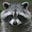 Trash Panda's avatar