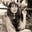 traci browne's avatar