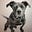 Growling Puppy's avatar