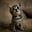 Cats's avatar