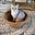 Tiger Balm the Cat's avatar