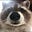 raccoon.avi's avatar