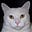 Sarcasticat's avatar