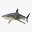 ninishark's avatar