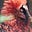 Talon Tuong's avatar