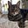 Herding Catz's avatar