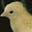 CHEEP 🐤 HARDWARE's avatar