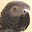 LadyBird's avatar