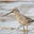 Socratic Sandpiper's avatar