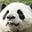 angrypandarant's avatar