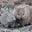 wombat's avatar
