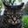 Poofcat's avatar