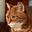 Orange Cinnamon's avatar