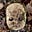 lil baby head's avatar
