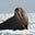 Code Walrus's avatar