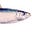 sardine's avatar