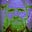 Myles's avatar